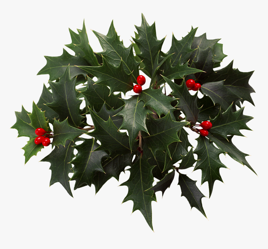 Holly Clip Art - Transparent Christmas Holly Png, Png Download, Free Download