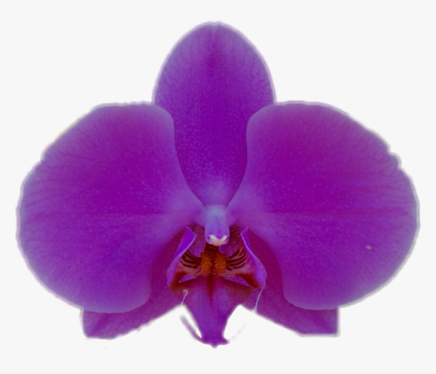 Transparent Purple Orchid Png - Moth Orchid, Png Download, Free Download