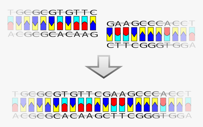 File - Blunt Ligation - Svg - Dna Ligation, HD Png Download, Free Download