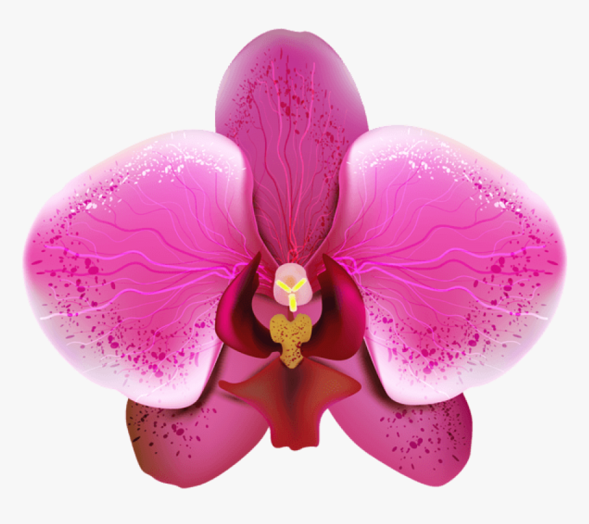 Orchid Png Image - Orquidea Png, Transparent Png, Free Download