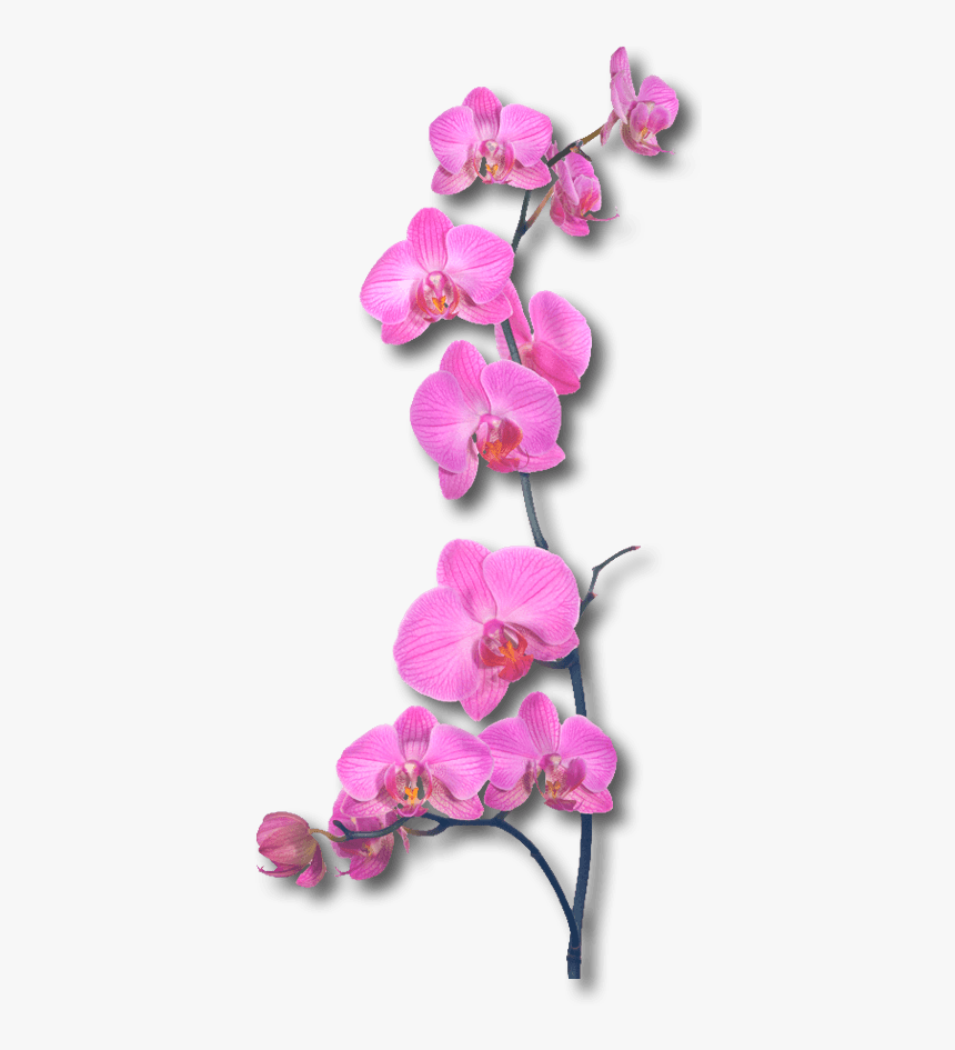 Orchid - Pa - 71 - Wallpapers V - 8 - 2 Png - Pembe Orkide Png, Transparent Png, Free Download