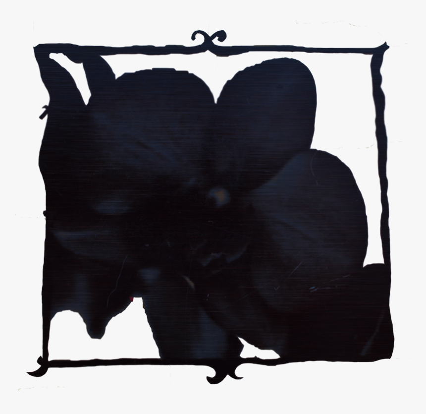 Black Orchid Small - Cushion, HD Png Download, Free Download