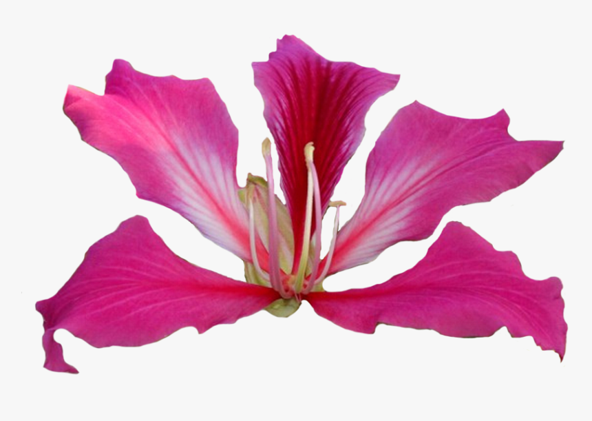 Hong Kong Orchid - Bauhinia Blakeana Png, Transparent Png, Free Download