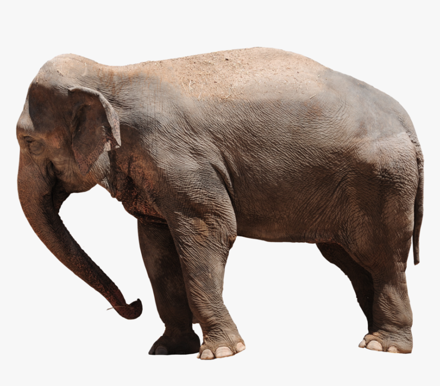 Elephant Png Transparent - Asian Elephant Png, Png Download, Free Download