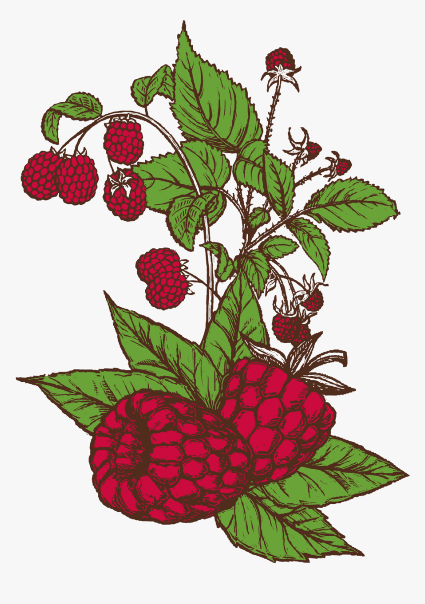 See All Beers - Avery Raspberry Sour Logo, HD Png Download, Free Download