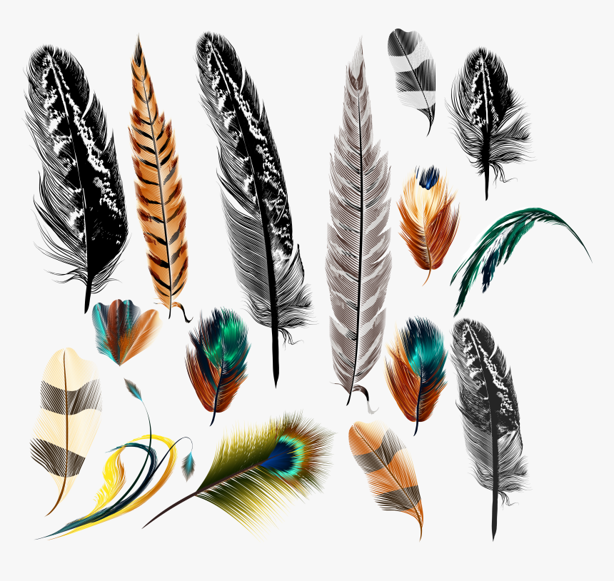 Bird Euclidean Vector Transprent - Realistic Feather Art, HD Png Download, Free Download