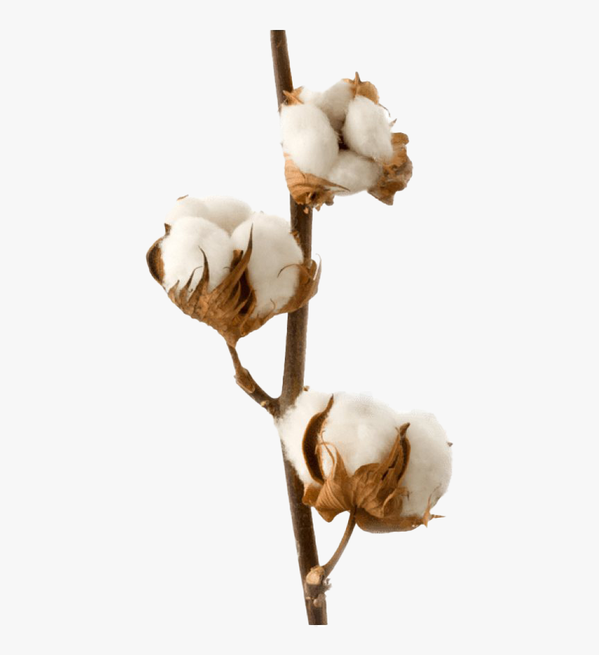 Organic Cotton Png High Quality Image - Diffuseur Parfum Fleur D Oranger, Transparent Png, Free Download