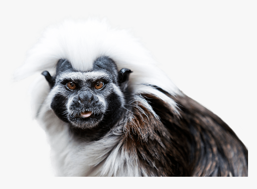 Cotton Top Tamarin , Png Download - Cotton Top Tamarin Png, Transparent Png, Free Download