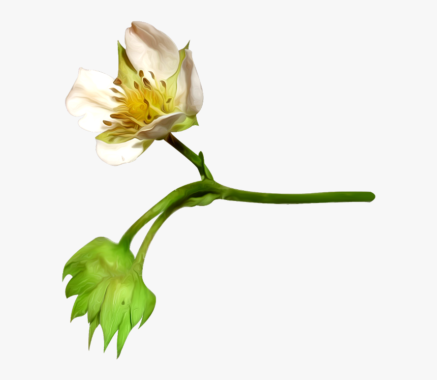 Flower, Petal, Cotton, Plant Png Image With Transparent - Flower, Png Download, Free Download