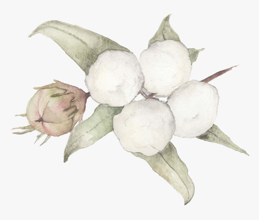 Cotton, HD Png Download, Free Download