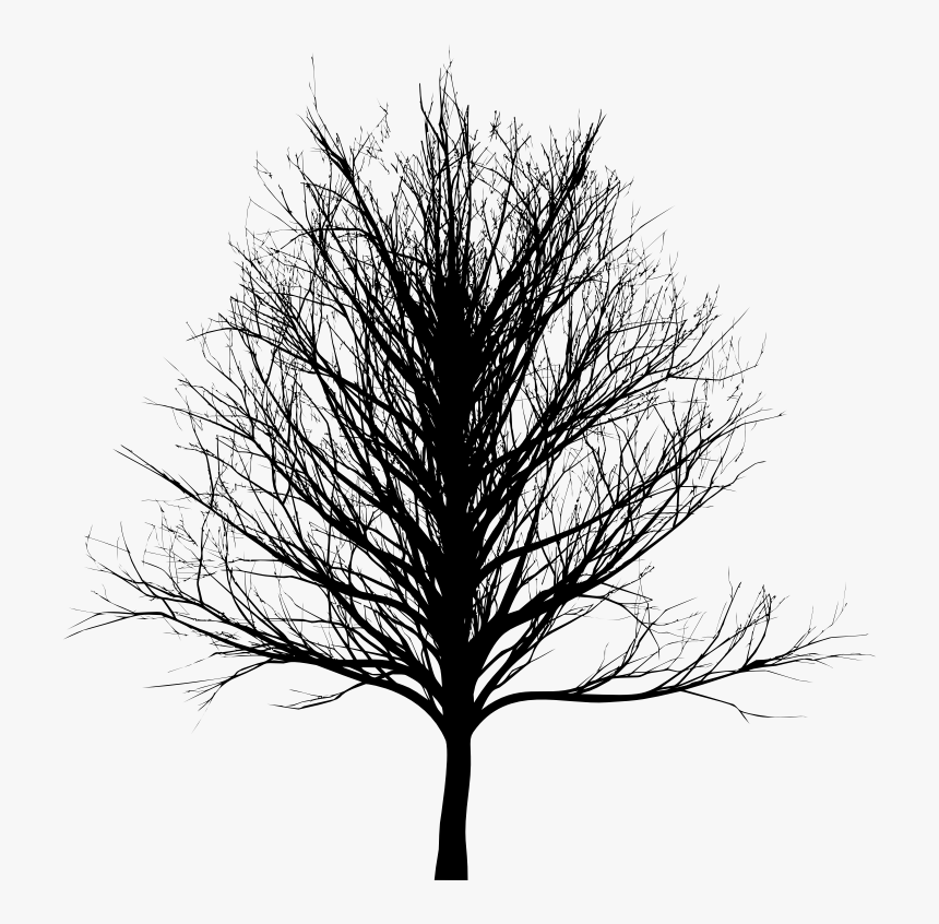 Tree Silhouette Png Bare, Transparent Png, Free Download