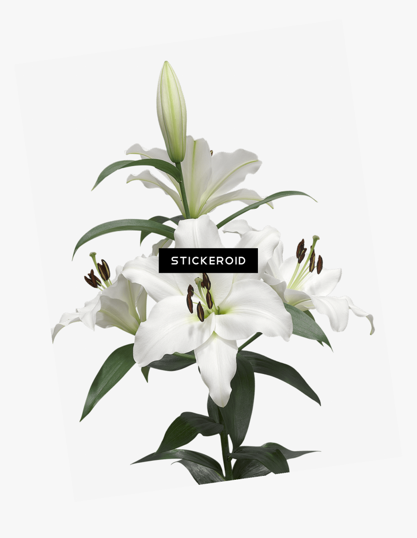 Water Lily , Png Download - Lily Bulb Png, Transparent Png, Free Download