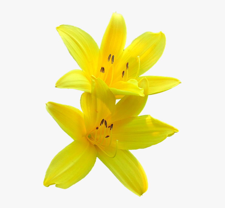 Thumb Image - Transparent Background Yellow Lily Png, Png Download, Free Download