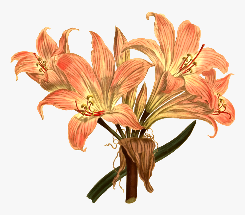 Belladonna Lily - Botanical Drawing Png, Transparent Png, Free Download