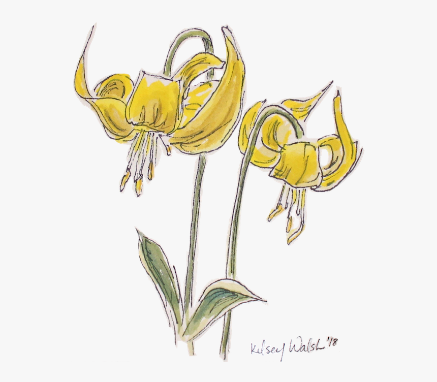 Glacier Lily Duowebsite, HD Png Download, Free Download