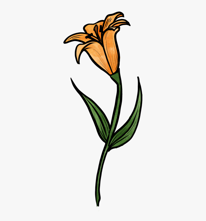 Lily, HD Png Download, Free Download