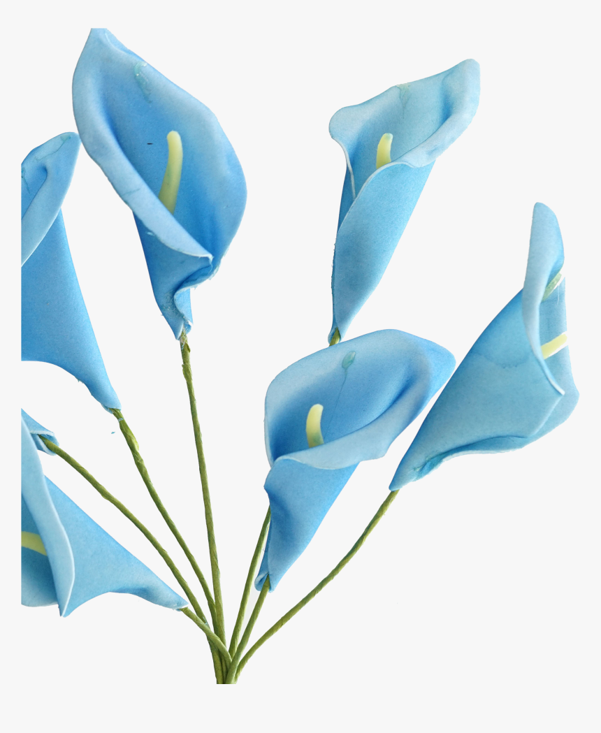 Transparent Calla Lily Png - Calla Lily Blue Transparent, Png Download, Free Download