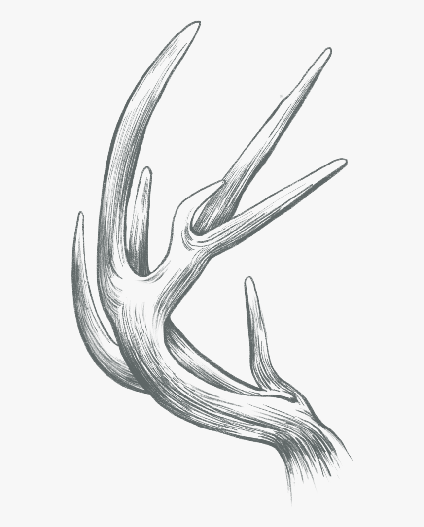 Antler - Sketch, HD Png Download, Free Download
