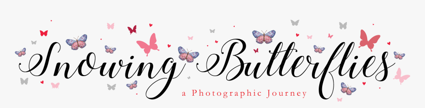 Butterfly, HD Png Download, Free Download