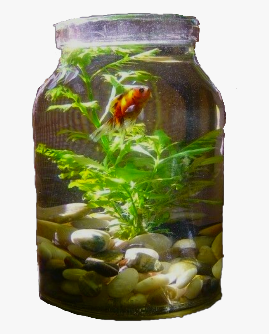 Indoor Water Garden In A Jar , Png Download - Make Your Aquarium Look More Natural, Transparent Png, Free Download