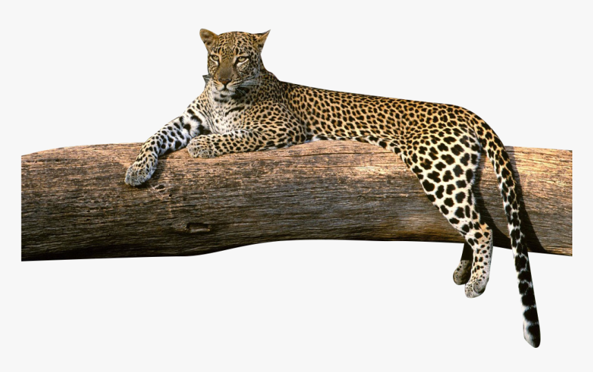 Download Transparent Png - Different Type Of Leopard, Png Download, Free Download