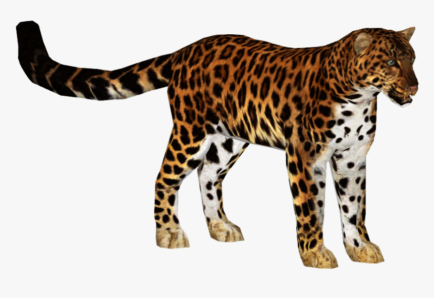 Amur Leopard - Zoo Tycoon 2 Amur Leopard, HD Png Download, Free Download