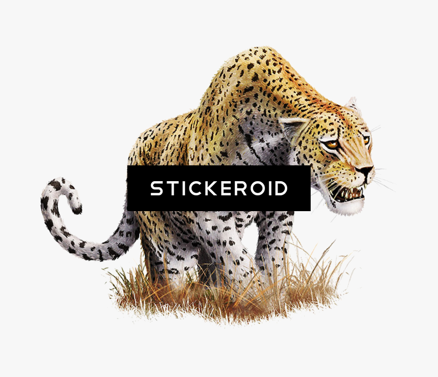 Leopard Png تحميل مجاني فهد - Png Leopard, Transparent Png, Free Download