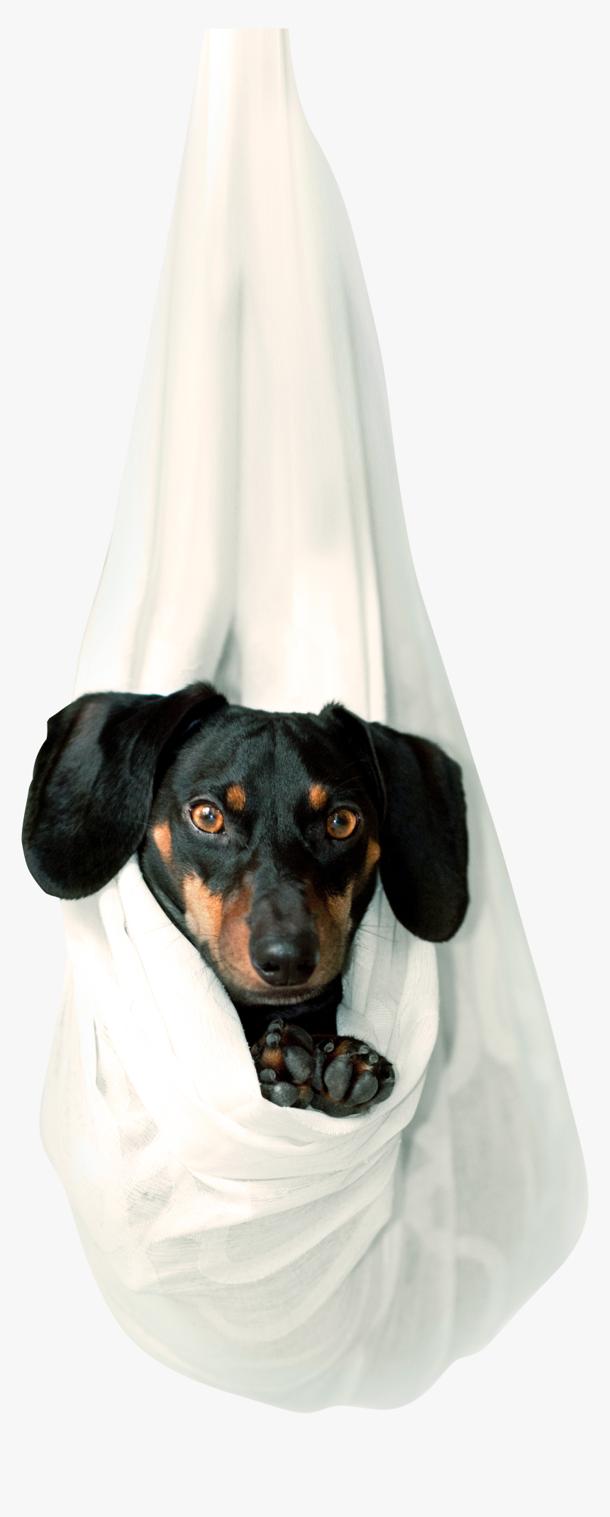 Dachshund Iphone, HD Png Download, Free Download