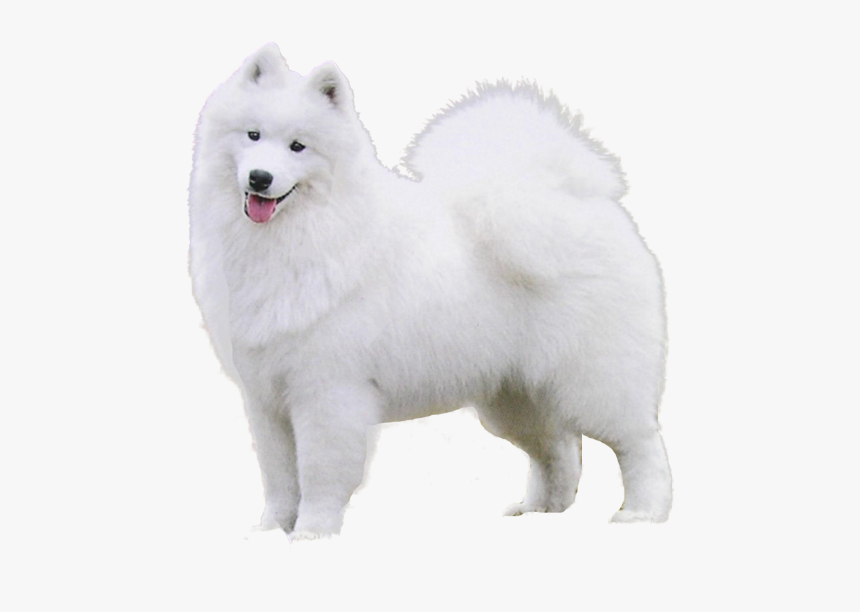 German Spitz Samoyed, HD Png Download, Free Download