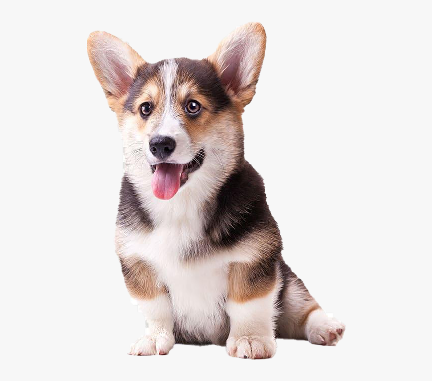 Cute Corgi Dog Png Pic - Corgi Puppy Transparent Background, Png Download, Free Download