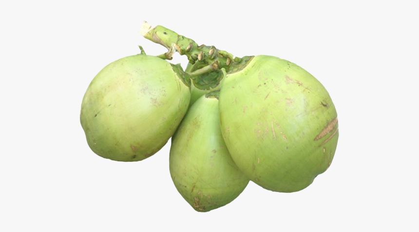 Green Coconut Png Free Download - Coconut, Transparent Png, Free Download