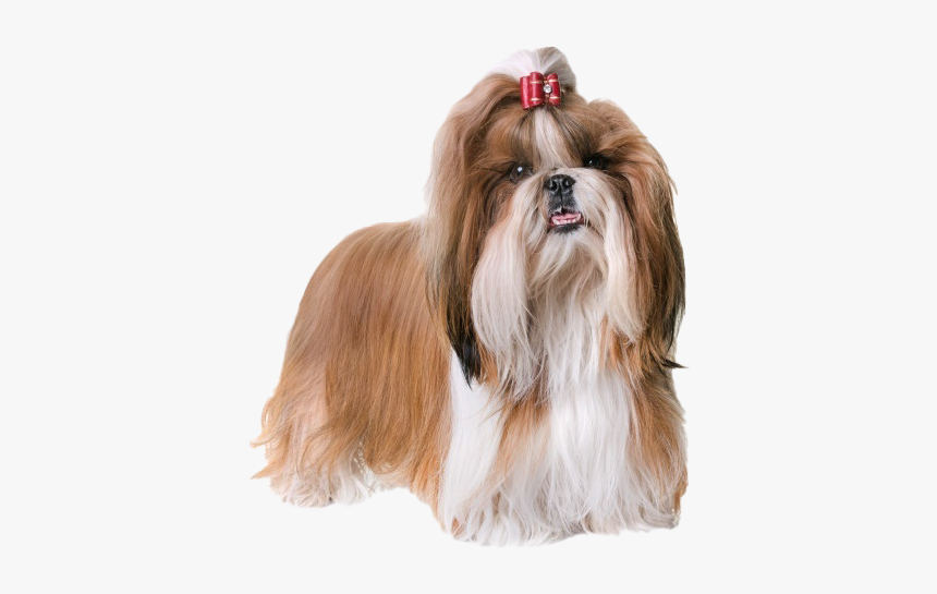 Cute Shih Tzu Transparent Png - Shih Tzu Png, Png Download, Free Download