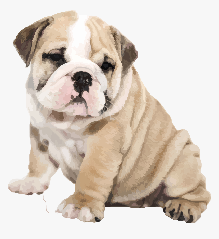 Bulldog Png , Png Download - English Bulldog Transparent Background, Png Download, Free Download