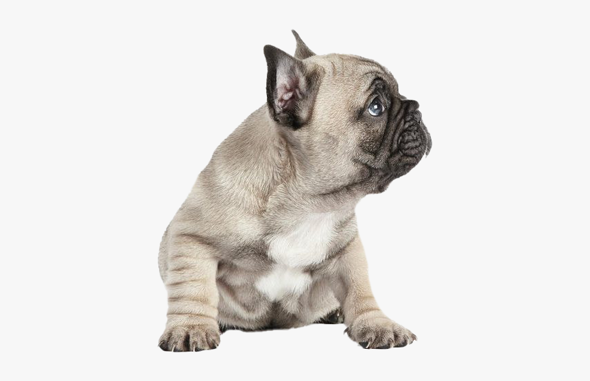 French Bulldog Png Free Download - French Bulldog Png, Transparent Png, Free Download