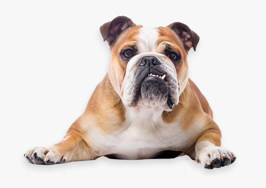 Toy Bulldog French Bulldog American Bulldog Puppy - Bulldog Png, Transparent Png, Free Download