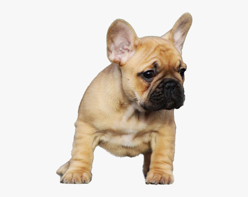 Golden French Bulldog Png - Puppy Png, Transparent Png, Free Download