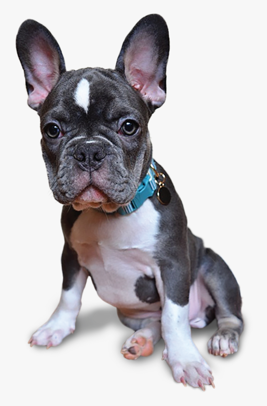 Image - French Bulldog, HD Png Download, Free Download