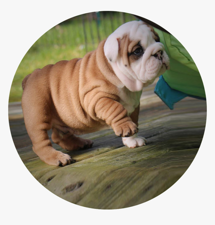 English Bulldog, HD Png Download, Free Download