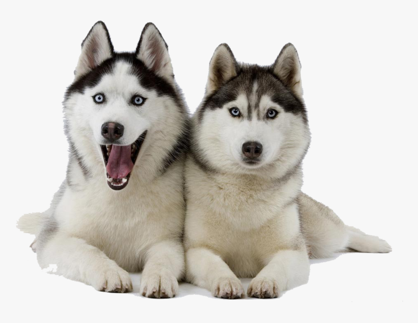 Husky Png, Transparent Png, Free Download