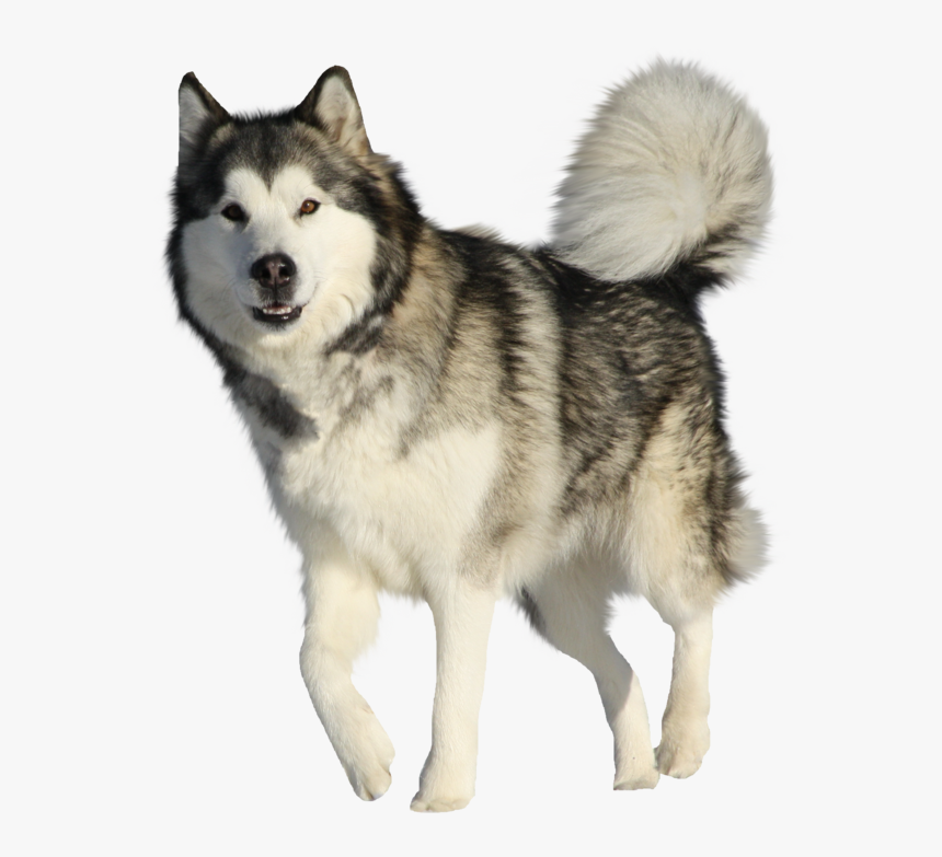 Husky Png Hd Quality - Husky Dog Transparent Background, Png Download, Free Download