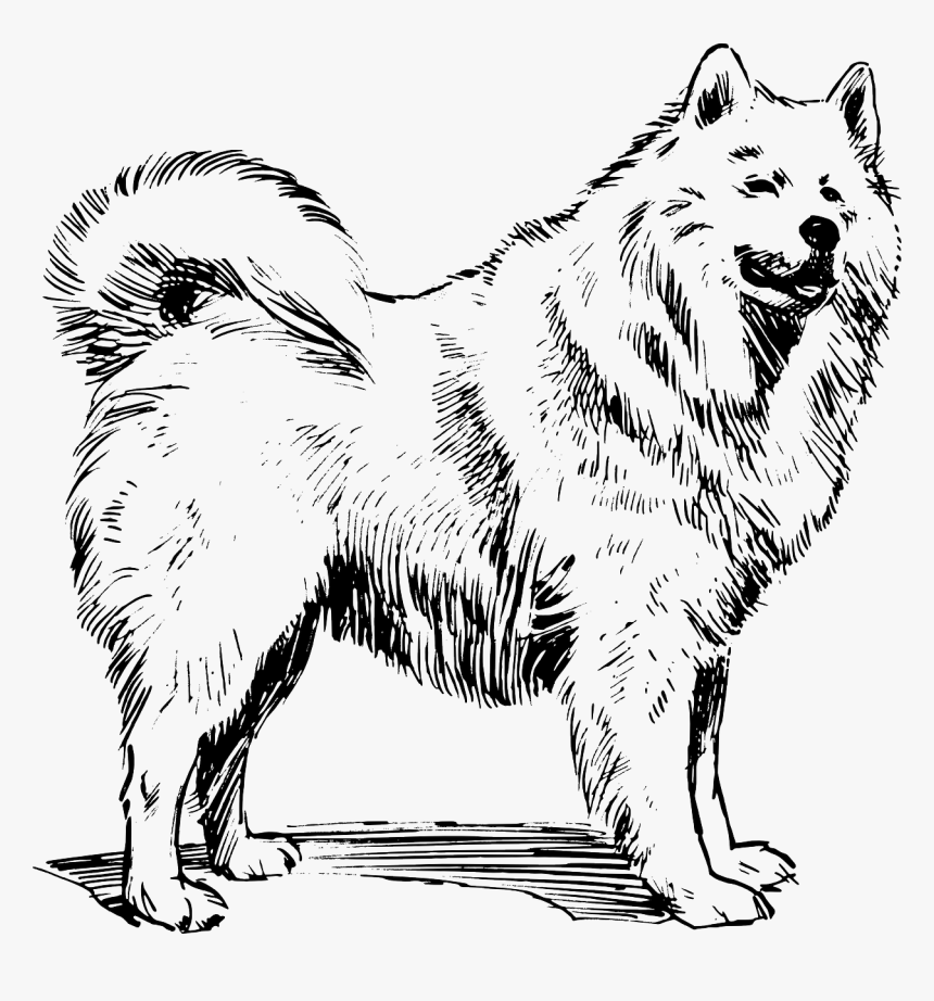 Samoyed Vector, HD Png Download, Free Download