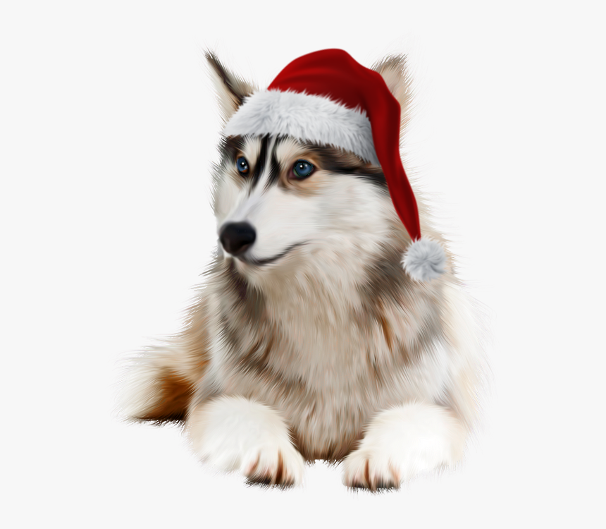 Husky Clipart Christmas - Tubes Noel Animaux, HD Png Download, Free Download