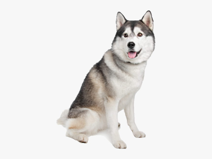Pomeranian And Husky Together, HD Png Download, Free Download