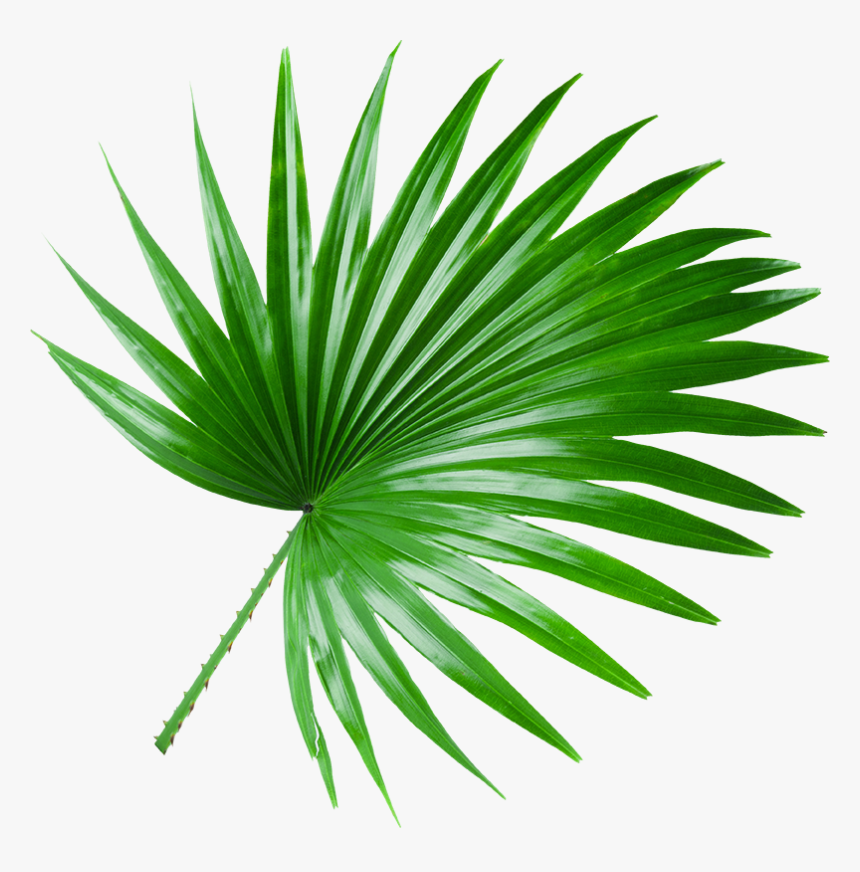 Coco Leaf Png, Transparent Png, Free Download