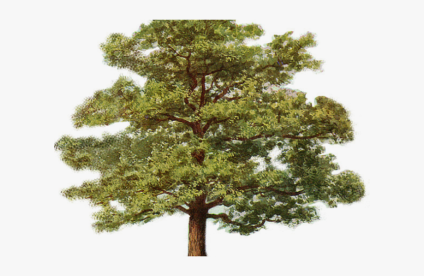 Transparent Tree Background Png - Oak Tree Blank Background, Png Download, Free Download