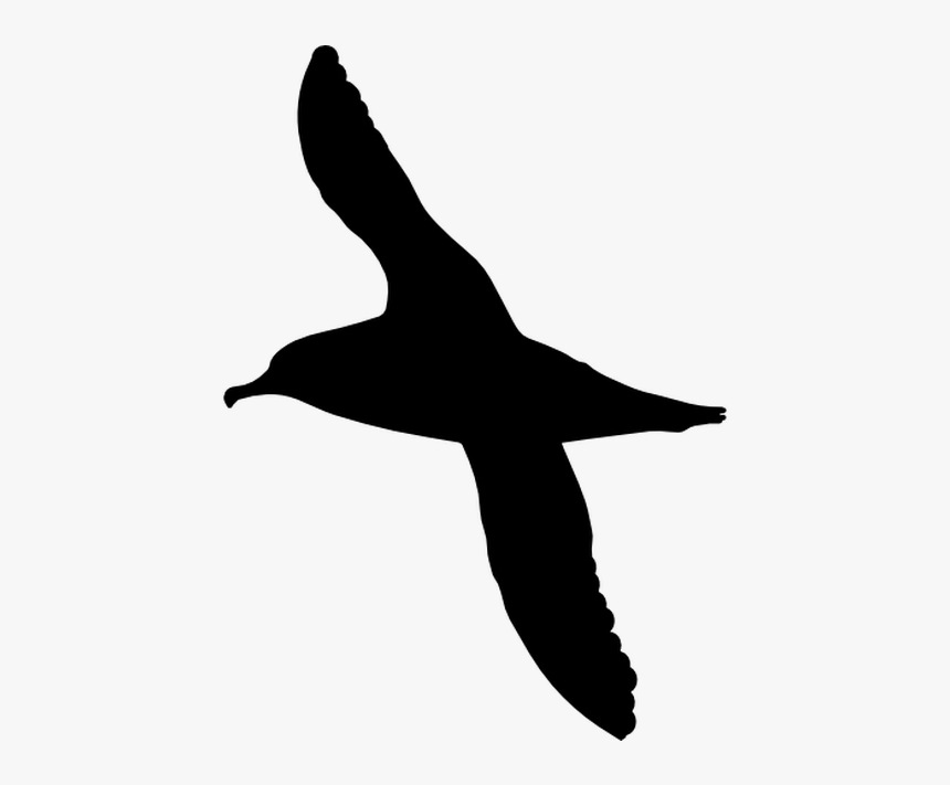 Portable Network Graphics Silhouette Computer Icons - Silhouette Sea Bird Vector, HD Png Download, Free Download