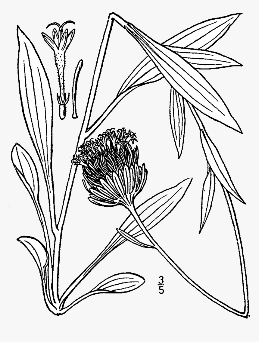 Magr7 001 Pvd - Marshallia Grandiflora, HD Png Download, Free Download