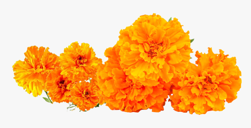 Tagetes Patula, HD Png Download, Free Download