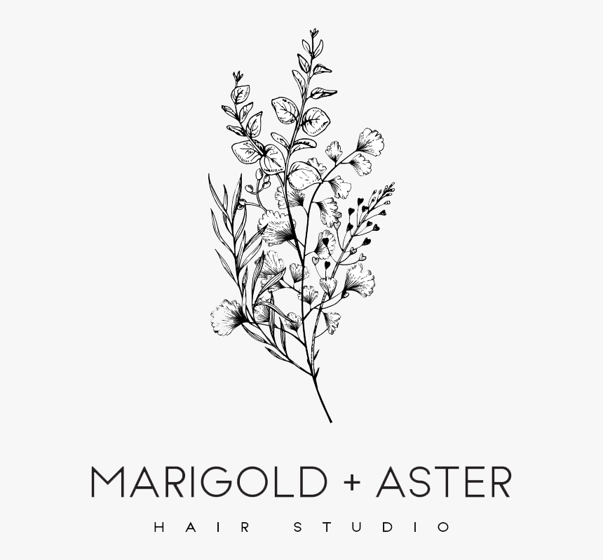 Aster And Marigold, HD Png Download, Free Download