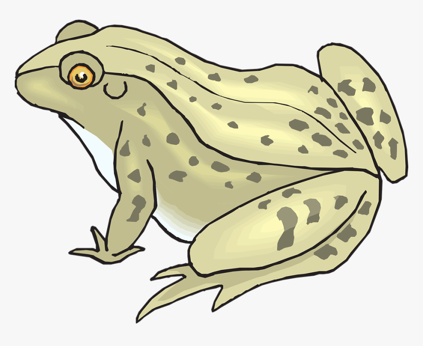 Bullfrog Clipart Toad - Toad Clipart, HD Png Download, Free Download